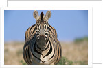 Burchell's Zebra by Anonymous