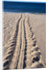 Giant Turtle Tracks in the Sand by Anonymous