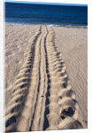 Giant Turtle Tracks in the Sand by Anonymous