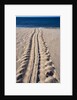 Giant Turtle Tracks in the Sand by Anonymous