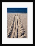 Giant Turtle Tracks in the Sand by Anonymous