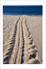 Giant Turtle Tracks in the Sand by Anonymous