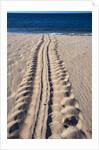 Giant Turtle Tracks in the Sand by Anonymous