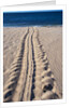 Giant Turtle Tracks in the Sand by Anonymous