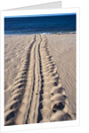 Giant Turtle Tracks in the Sand by Anonymous