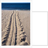 Giant Turtle Tracks in the Sand by Anonymous