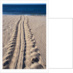 Giant Turtle Tracks in the Sand by Anonymous