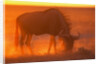 Blue Wildebeest Feeding at Sunset by Anonymous