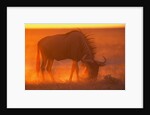 Blue Wildebeest Feeding at Sunset by Anonymous
