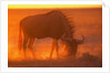 Blue Wildebeest Feeding at Sunset by Anonymous