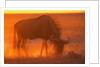 Blue Wildebeest Feeding at Sunset by Anonymous