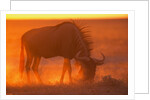 Blue Wildebeest Feeding at Sunset by Anonymous