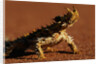 Thorny Devil by Anonymous