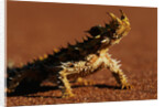 Thorny Devil by Anonymous