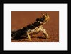 Thorny Devil by Anonymous