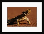 Thorny Devil by Anonymous