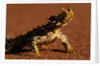 Thorny Devil by Anonymous