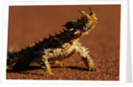 Thorny Devil by Anonymous
