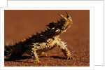 Thorny Devil by Anonymous