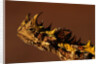Head of a Thorny Devil by Anonymous