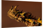 Head of a Thorny Devil by Anonymous