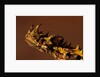 Head of a Thorny Devil by Anonymous
