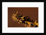 Head of a Thorny Devil by Anonymous