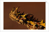 Head of a Thorny Devil by Anonymous