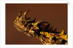 Head of a Thorny Devil by Anonymous