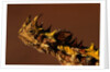 Head of a Thorny Devil by Anonymous