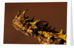 Head of a Thorny Devil by Anonymous