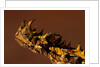 Head of a Thorny Devil by Anonymous