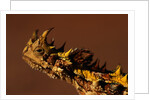 Head of a Thorny Devil by Anonymous
