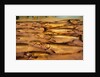 Fresh Fish at Pike Place Market by Anonymous