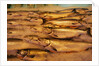 Fresh Fish at Pike Place Market by Anonymous