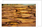 Fresh Fish at Pike Place Market by Anonymous