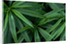 Leaves of the Hemp Plant by Anonymous