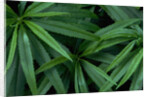 Leaves of the Hemp Plant by Anonymous
