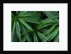 Leaves of the Hemp Plant by Anonymous