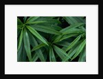 Leaves of the Hemp Plant by Anonymous