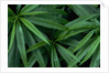 Leaves of the Hemp Plant by Anonymous