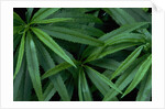 Leaves of the Hemp Plant by Anonymous