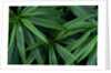 Leaves of the Hemp Plant by Anonymous