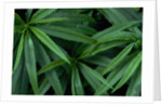 Leaves of the Hemp Plant by Anonymous