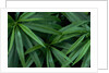 Leaves of the Hemp Plant by Anonymous