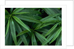 Leaves of the Hemp Plant by Anonymous