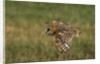 Barn Owl in Flight by Anonymous