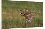 Barn Owl in Flight by Anonymous