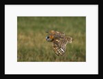 Barn Owl in Flight by Anonymous