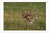 Barn Owl in Flight by Anonymous
